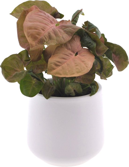 Intenz | Syngonium | Néon | 30 cm | pot en céramique 12cm | Jungle