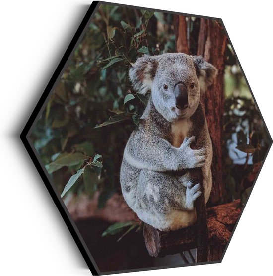 Akoestisch Schilderij De Vastgelamde Koala Hexagon Basic XL (140 X 121 CM) - Akoestisch paneel - Akoestische Panelen - Akoestische wanddecoratie - Akoestisch wandpaneel
