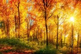 Fotobehang - Sunny Forest 375x250cm - Vliesbehang