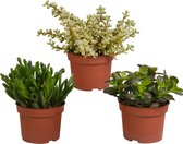 Botanicly - Crassula mix 10,5 cm | 3 stuks | 21cm hoogte