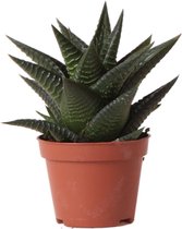 Vetplant – Vensterplant (Haworthia Limifolia) – Hoogte: 11 cm – van Botanicly
