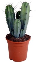 Cactus – Myrtillocactus (Myrtillocactus geometrizans) – Hoogte: 40 cm – van Botanicly