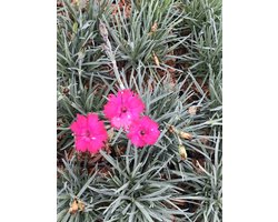 6 x Dianthus gratianopolitanus 'Badenia' - Rotsanjer in pot 9 x 9 cm