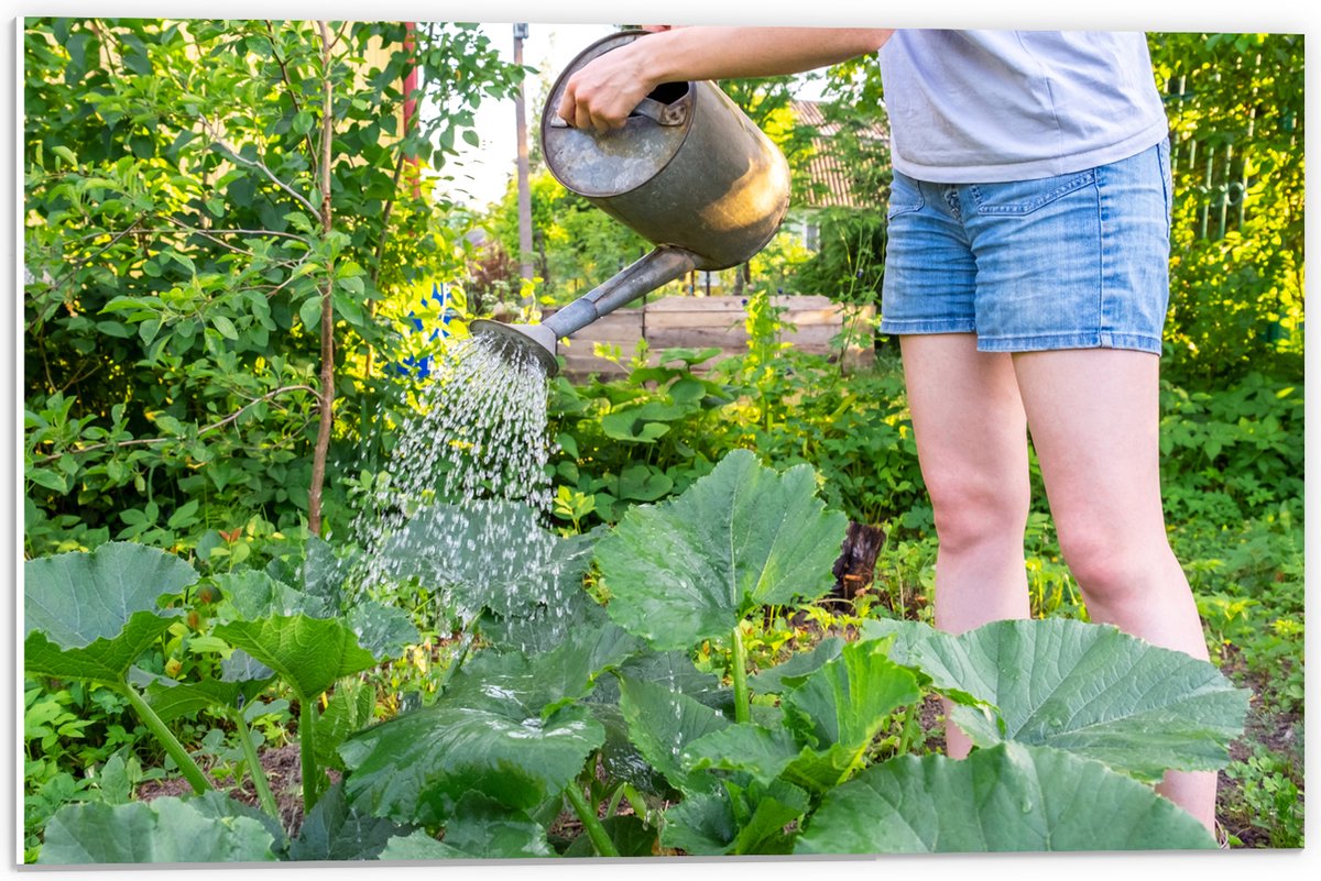 PVC Schuimplaat- Tuin - Bloemen - Planten - Gieter - Water - Groen - 60x40 cm Foto op PVC 