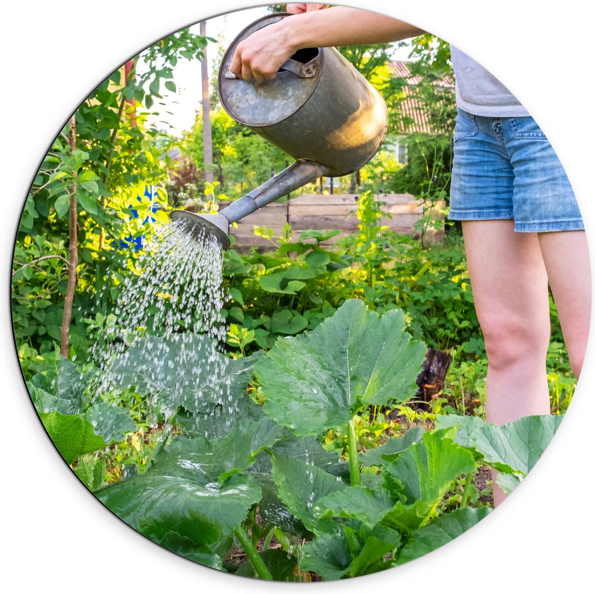 Dibond Muurcirkel - Tuin - Bloemen - Planten - Gieter - Water - Groen - 70x70 cm Foto op A
