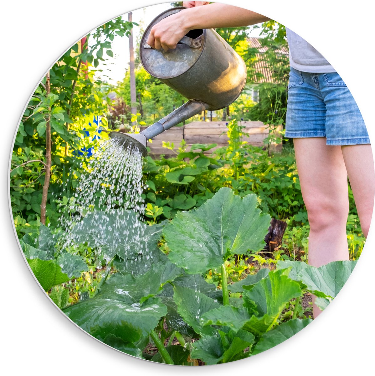 PVC Schuimplaat Muurcirkel - Tuin - Bloemen - Planten - Gieter - Water - Groen - 50x50 cm 
