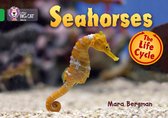Seahorses Green Band 5