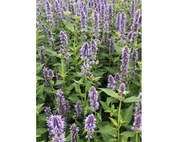 6 x Agastache 'Blue Fortune' - Anijsplant pot 9x9 cm