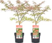 Plant in a Box - Acer palmatum 'Shirazz' - 2x - Japanse Esdoorn - Winterhard - Tuinplant - Pot 19cm - Hoogte 50-60cm