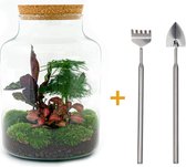 Terrarium - Milky - ↑ 31 cm - Ecosysteem plant - Kamerplanten - DIY planten terrarium - Mini ecosysteem