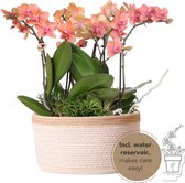 Kolibri Orchids | oranje plantenset in Cotton Basket incl. waterreservoir | drie oranje orchideeën Bolzano 9cm en drie groene planten Rhipsalis | Jungle Bouquet oranje met zelfvoorzienend waterreservoir
