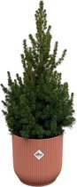 Green Bubble - Picea Glauca (kerstboom) inclusief elho Vibes Fold Round roze Ø22 - 60 cm