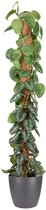 Goed & Groen - Epipremnum Pictus Trebie (mosstok) (in ELHO Brussels Rond Antraciet) - Scindapsus - XL -↨ 150cm - Potmaat 27 - Exclusieve Kwaliteit Planten - Kamer Plant - Kamerplanten - Sfeer - Interieur