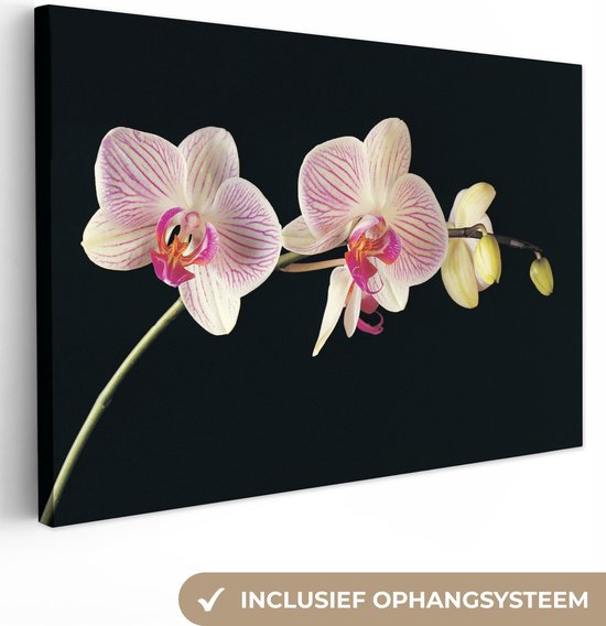 Canvas schilderij 180x120 cm - Wanddecoratie Orchidee - Bloemen - Zwart - Roze - Knoppen - Muurdecoratie woonkamer - Slaapkamer decoratie - Kamer accessoires - Schilderijen