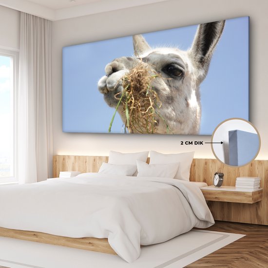 Tableau sur Toile Alpaga - Animal - Nourriture - 160x80 cm - Décoration murale