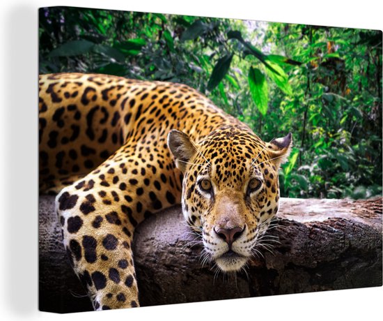 Canvas Schilderij Jaguar rust uit - Wanddecoratie