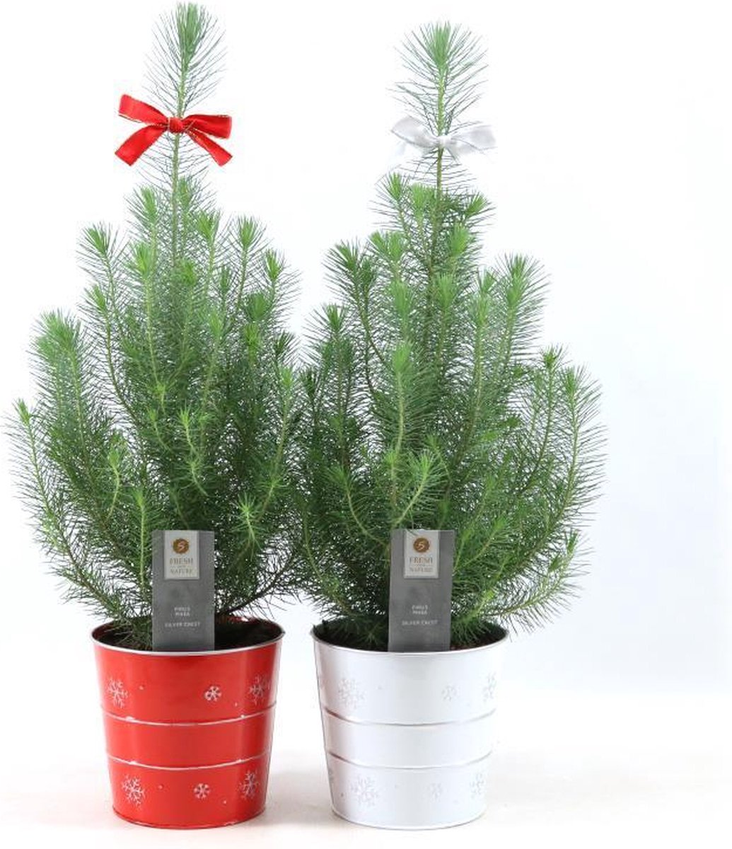 Pinus Pinea In Kerstpot (2 stuks) - Kerst - Hoogte: 50cm - Potmaat: Ø19cm - Kerstversiering - Kerst Decoratie