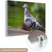 Pigeon voyageur avec un fond vert plexiglas 60x40 cm - Tirage photo sur Glas (Décoration murale en plexiglas)