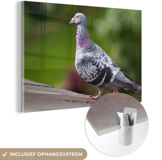 Pigeon voyageur avec un fond vert plexiglas 60x40 cm - Tirage photo sur Glas (Décoration murale en plexiglas)