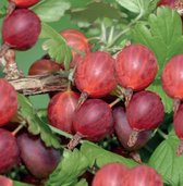 Ribes uva-crispa HinnonmÃ¤ki RÃ¶d - rode kruisbes -bessenstruik - kleinfruit - fruitstruik - plant - eigen fruit kweken
