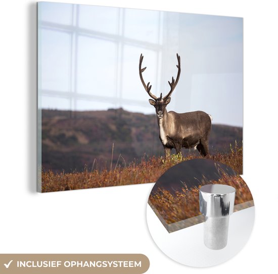 MuchoWow® Peinture sur verre 150x100 cm - Peinture sur verre acrylique - Renne solitaire dans un champ - Photo sur verre - Peintures