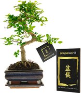 vdvelde.com - Bonsai Boompje - 8 jaar oud - Hoogte 25-30 cm + Bonsai verzorgingsboekje