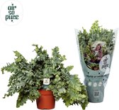 Philodendron florida ghost - ø10,5cm - 15cm