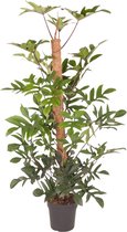 Goed & Groen - Philodendron Pedatum (met mosstok) - XL -↨ 150cm - Potmaat 27 - Exclusieve Kwaliteit Planten - Kamer Plant - Kamerplanten - Sfeer - Interieur