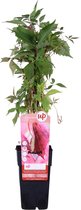 Hello Plants Parthenocissus Engelmannii Wilde Wingerd - Klimplant - Ø 15 cm - Hoogte: 65 cm