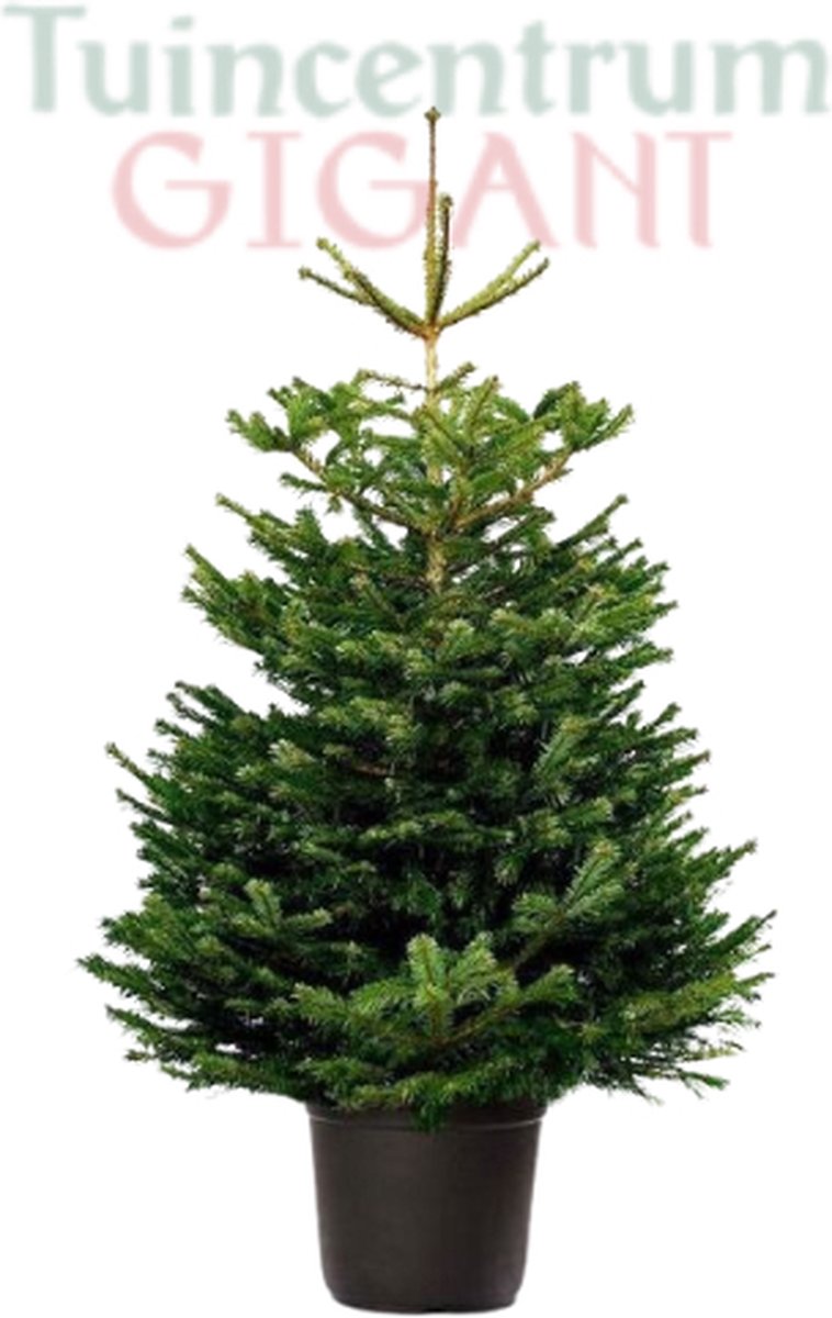 Echte kerstboom in pot met kluit 150175cm 'Nordmann Excellent