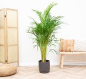 Dypsis Lutescens (Areca palm) -180cm