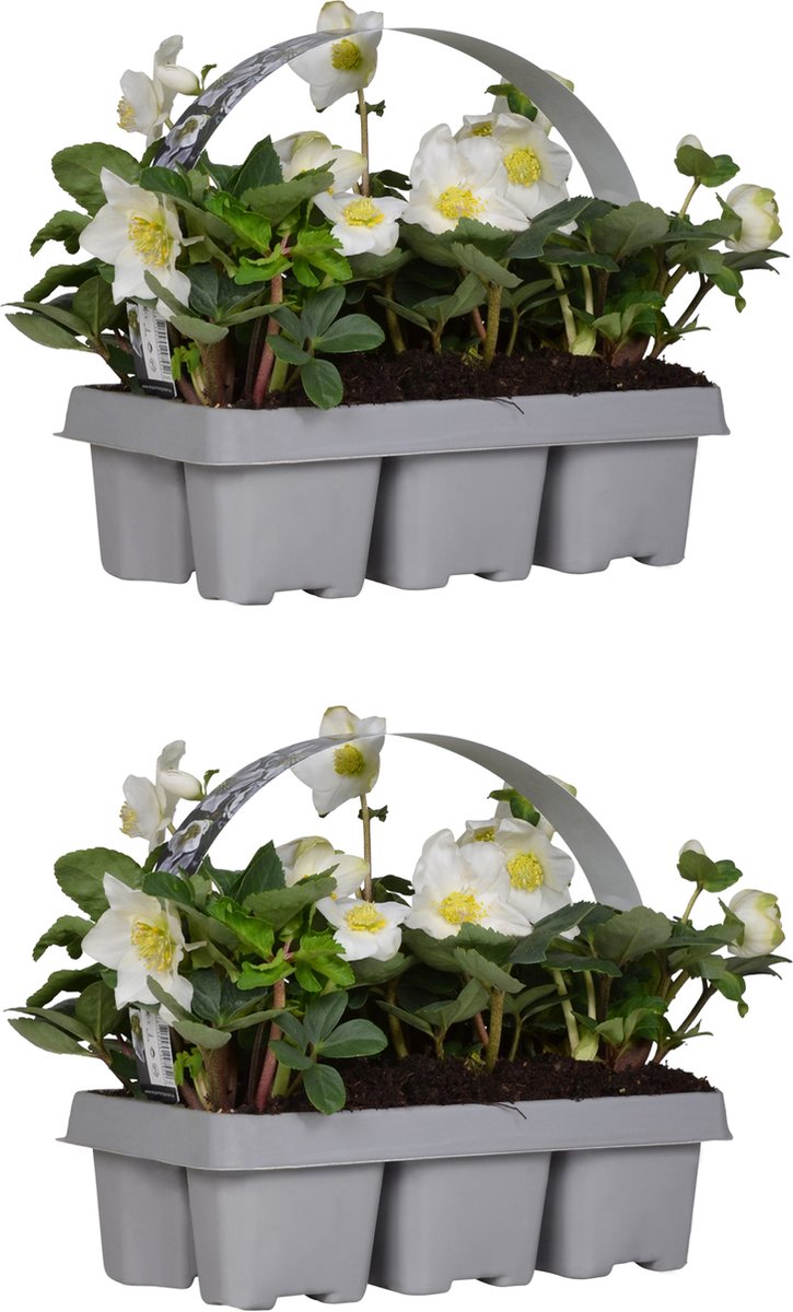 Bloomique - Set van 2 - Helleborus Niger Christmas Carol - Kerstroos - Tuinplanten - Winterhard - Winterbloeiend - Groenblijvend - Hoogte 10-20 cm - Kluit 9 cm