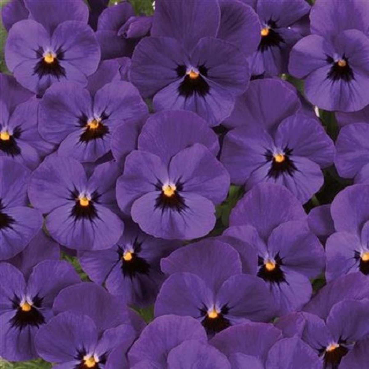Viola x cornuta Twix® Deep Blue with Eye