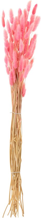 J-Line droogbloemen - Bundel Hazenstaart - gedroogd pluim - roze