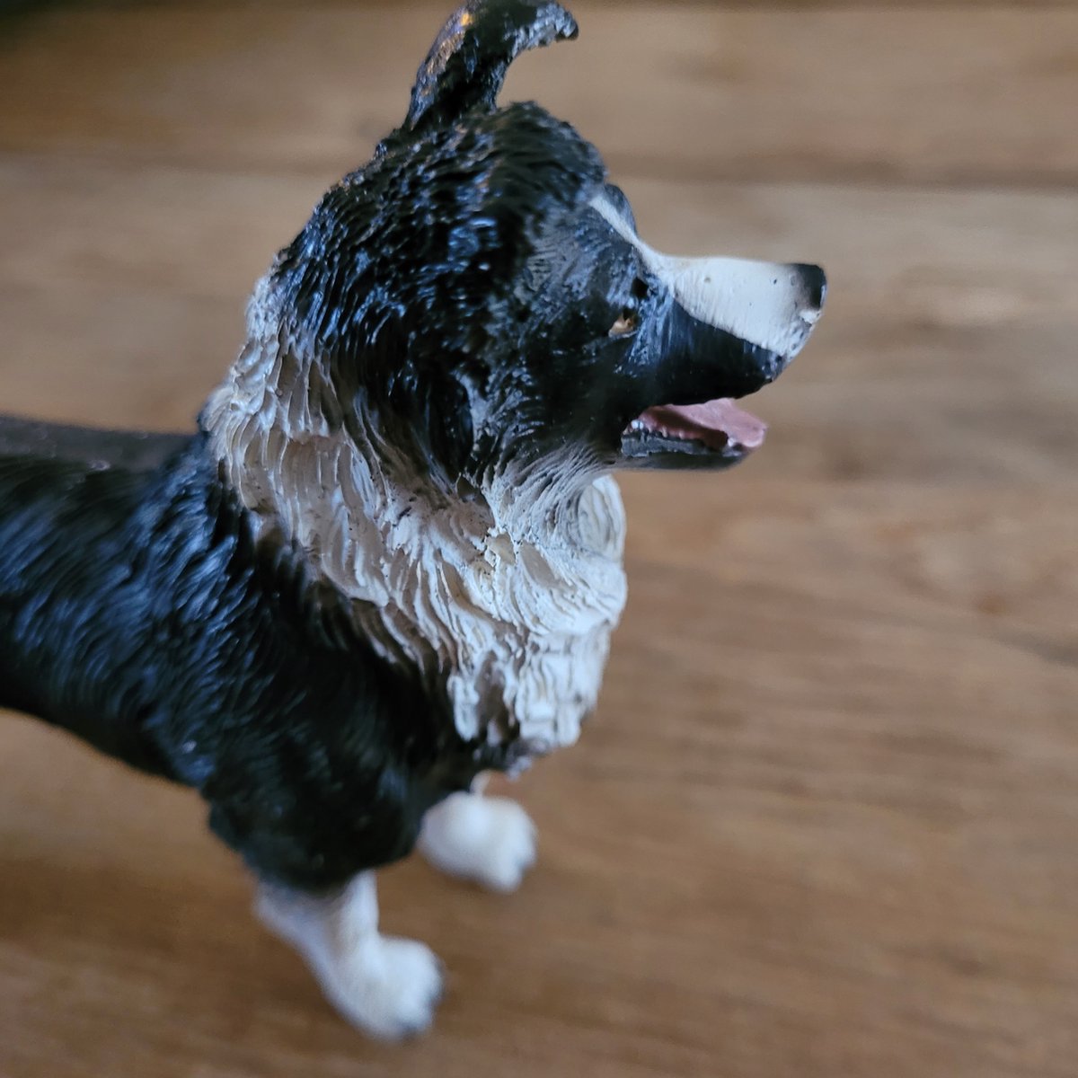 Beeld Border collie