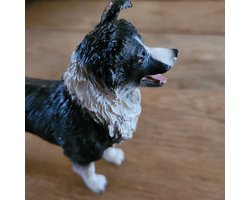 Beeld Border collie