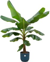 Bananenplant (Musa) inclusief elho Vibes Fold Round blauw - Potmaat 30cm - Hoogte 180cm