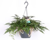 Goed & Groen - Davallia teyermannii - ↨ 30cm - Potmaat 17 - Exclusieve Kwaliteit Planten - Kamer Plant - Kamerplanten - Sfeer - Interieur