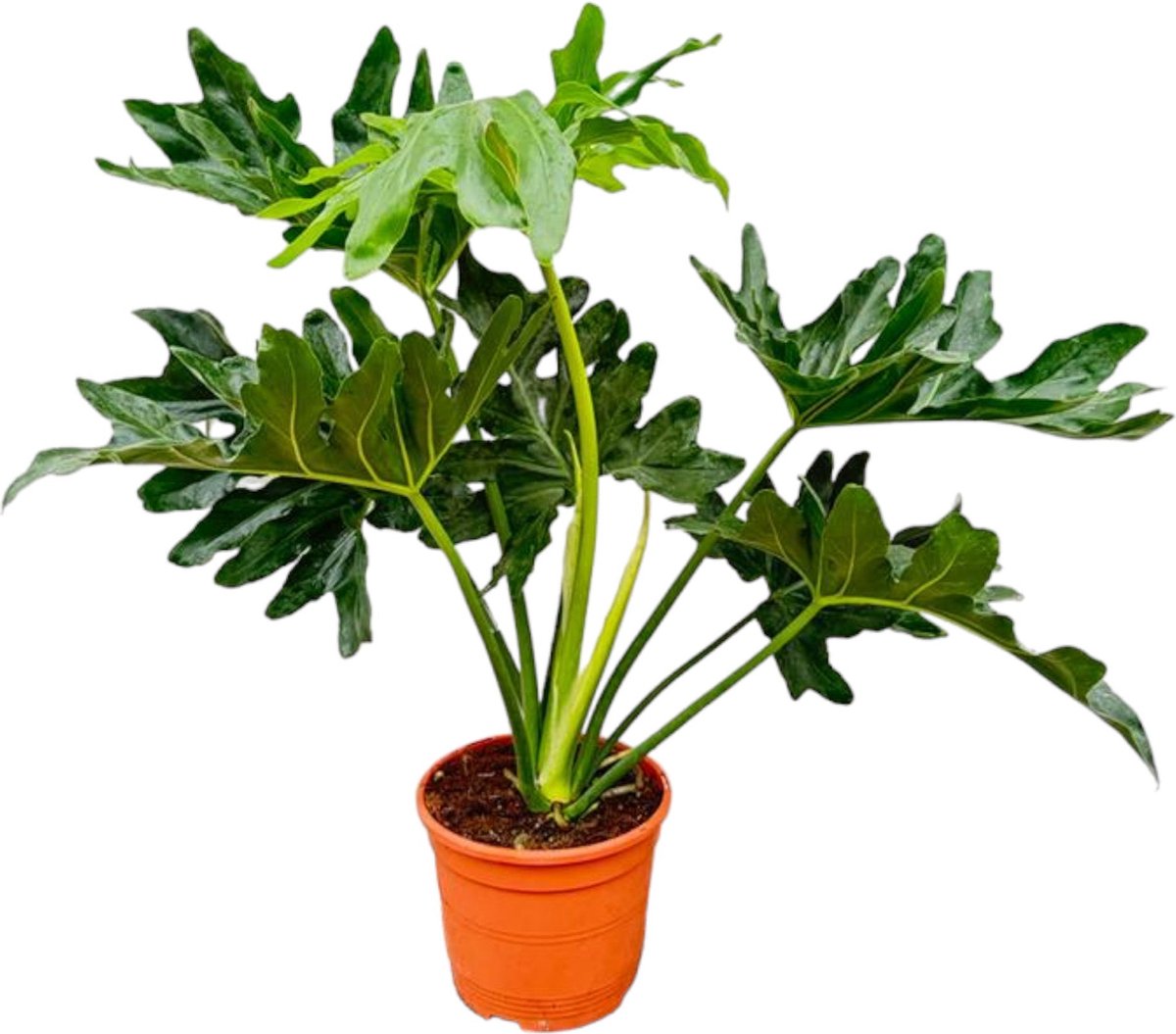 Trendyplants - Philodendron Selloum - Lace Tree Philodendron - Kamerplant - Hoogte 70-90 cm - Potmaat Ø22cm