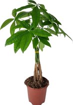 Trendyplants - Pachira Aquatica - Geldboom - Kamerplant - Hoogte 50-70 cm - Potmaat Ø17cm