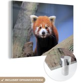 MuchoWow® Glasschilderij 60x40 cm - Schilderij acrylglas - Rode Panda - Oranje - Boom - Foto op glas - Schilderijen