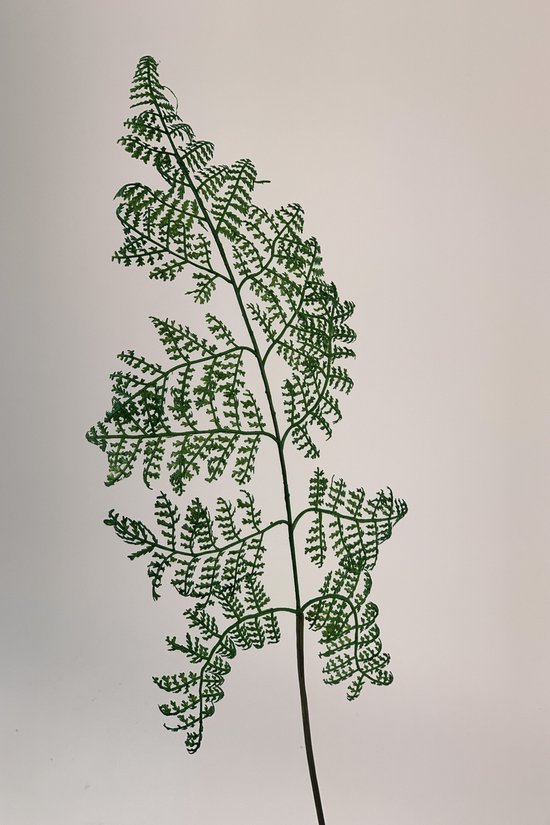 Zijden kunstbloem Asparagus Tak | Groen | Lengte 60 centimeter
