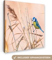 OneMillionCanvasses - Canvas - Schilderij - Vogel - Pimpelmees - Veren - Riet - Natuur - Schilderijen woonkamer - Wanddecoratie - 50x50 cm - Canvasdoek