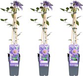 Klimplant – Bosrank (Clematis) – Hoogte: 65 cm – van Botanicly