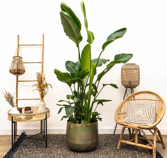 Grote versie van de Strelitzia Nicolai de luxe | Groene kamerplant - 250cm - ø40 - Luchtzuiverende eigenschappen