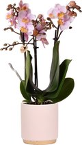 Orchidee – Vlinder orchidee (Phalaenopsis) met bloempot – Hoogte: 30 cm – van Botanicly