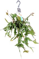 Cactus – Rotskoraal (Rhipsalis) met bloempot – Hoogte: 35 cm – van Botanicly