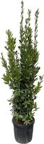 Kruidenplant – Laurier (Laurus Nobilis) – Hoogte: 180 cm – van Botanicly