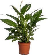 Groene plant – Lepelplant (Spathiphyllum) – Hoogte: 70 cm – van Botanicly