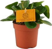 Groene plant – Roodsteelpeperomia (Peperomia obtipan) – Hoogte: 15 cm – van Botanicly